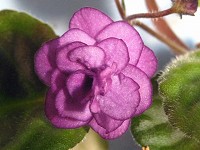 African Violet - Double Black Cherry